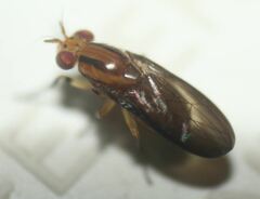 Physegenua obscuripennis
