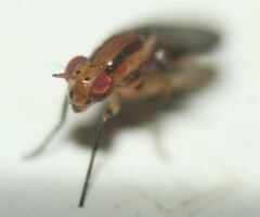 Physegenua obscuripennis