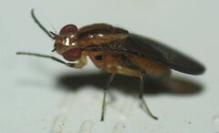 Physegenua obscuripennis