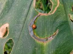 Cycloneda sanguinea