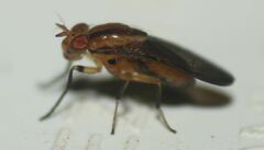 Physegenua obscuripennis