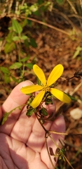 Bidens mitis