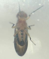 Physegenua obscuripennis