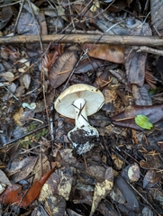 Cortinarius xanthodryophilus