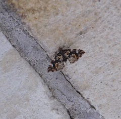 Musotima nitidalis