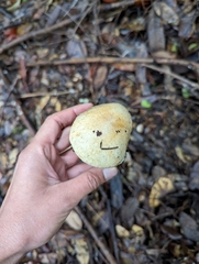 Cortinarius xanthodryophilus