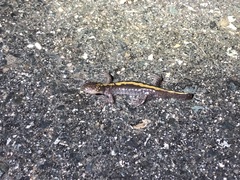 Ambystoma macrodactylum macrodactylum