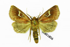 Phragmatiphila nexa