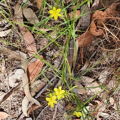Tricoryne