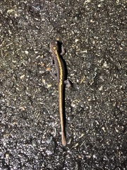 Ambystoma macrodactylum macrodactylum