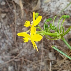 Tricoryne