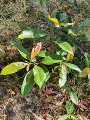Elaeocarpus reticulatus
