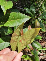 Elaeocarpus reticulatus
