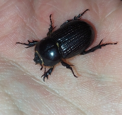 Archophileurus