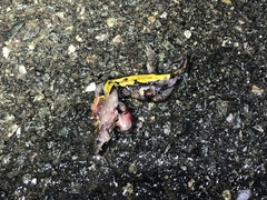 Ambystoma macrodactylum macrodactylum