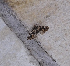 Musotima nitidalis