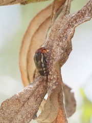 Mordella ruficollis