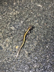 Ambystoma macrodactylum macrodactylum