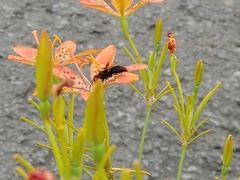 Rhynchium haemorrhoidale