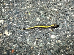 Ambystoma macrodactylum macrodactylum