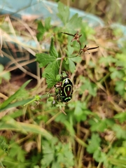 Eupoecila australasiae
