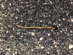 Ambystoma macrodactylum macrodactylum