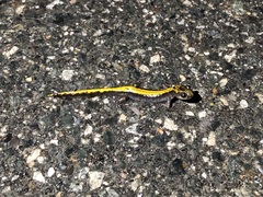 Ambystoma macrodactylum macrodactylum