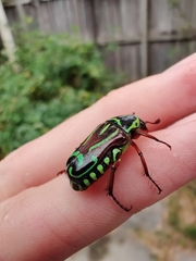 Eupoecila australasiae