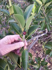 Ficus rubiginosa