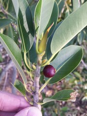 Ficus rubiginosa