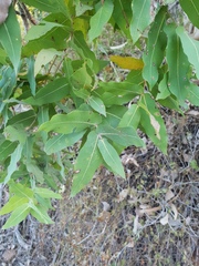 Angophora subvelutina