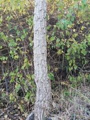 Erythrina vespertilio