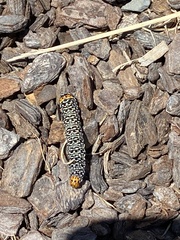 Phalaenoides tristifica