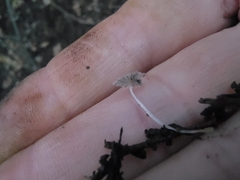 Coprinopsis stercorea