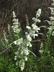Trichostema lanatum