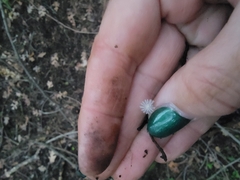 Coprinopsis stercorea