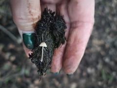 Coprinopsis stercorea