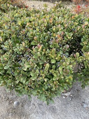 Magnoliopsida