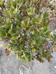 Magnoliopsida