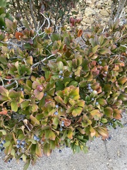 Magnoliopsida