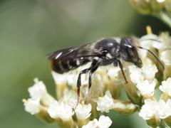 Megachile ferox