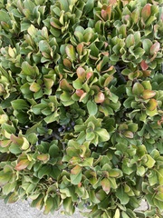 Magnoliopsida