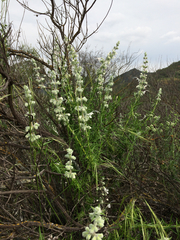 Trichostema lanatum