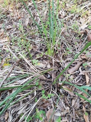 Dianella brevipedunculata