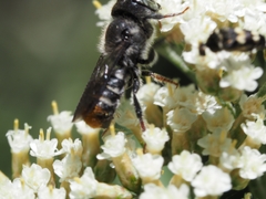 Megachile ferox