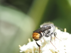 Megachile ferox