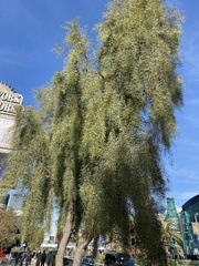 Acacia stenophylla