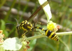 Phimenes flavopictus