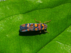 Erythrogonia jucunda