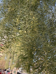 Acacia stenophylla